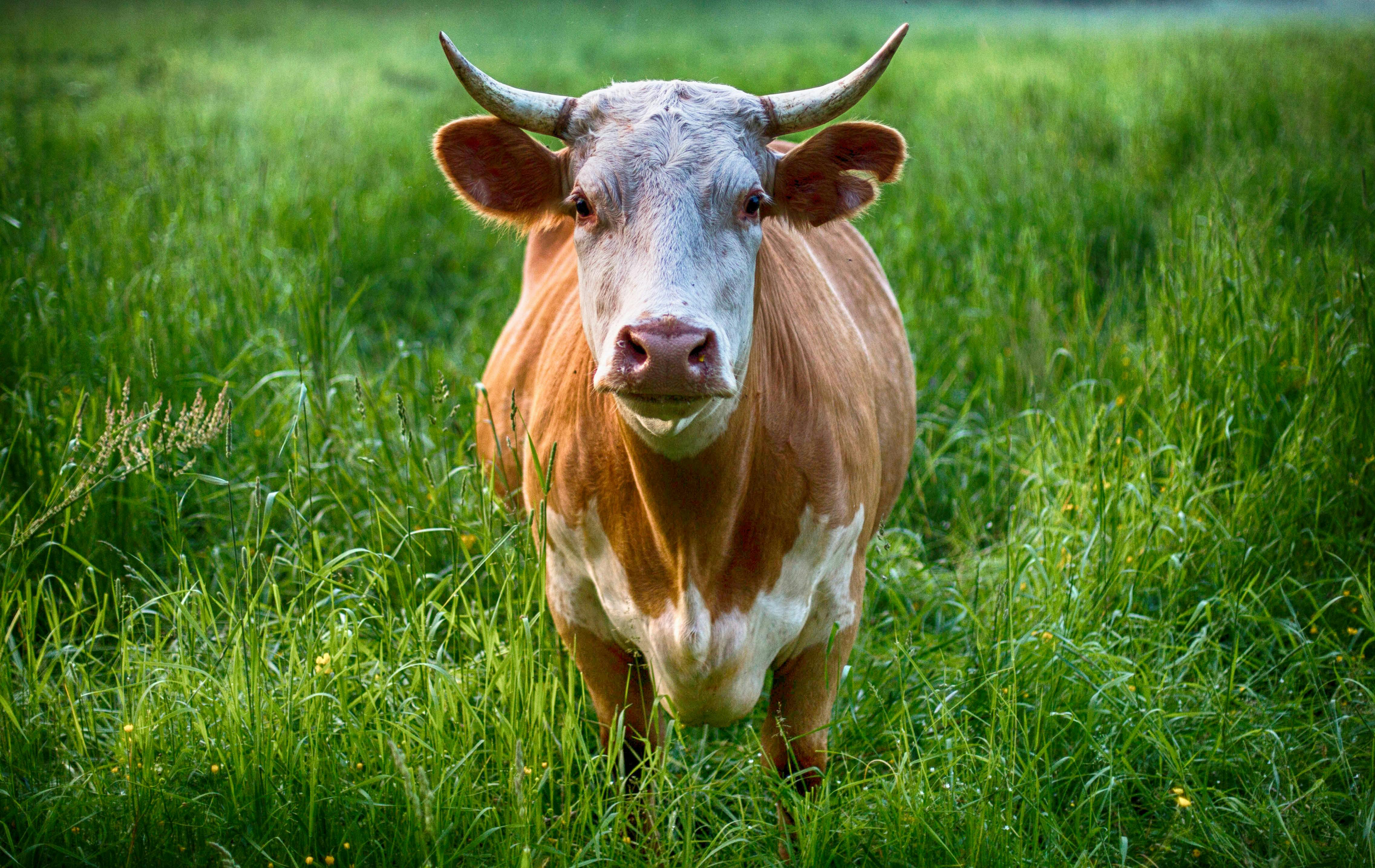 Cattle image