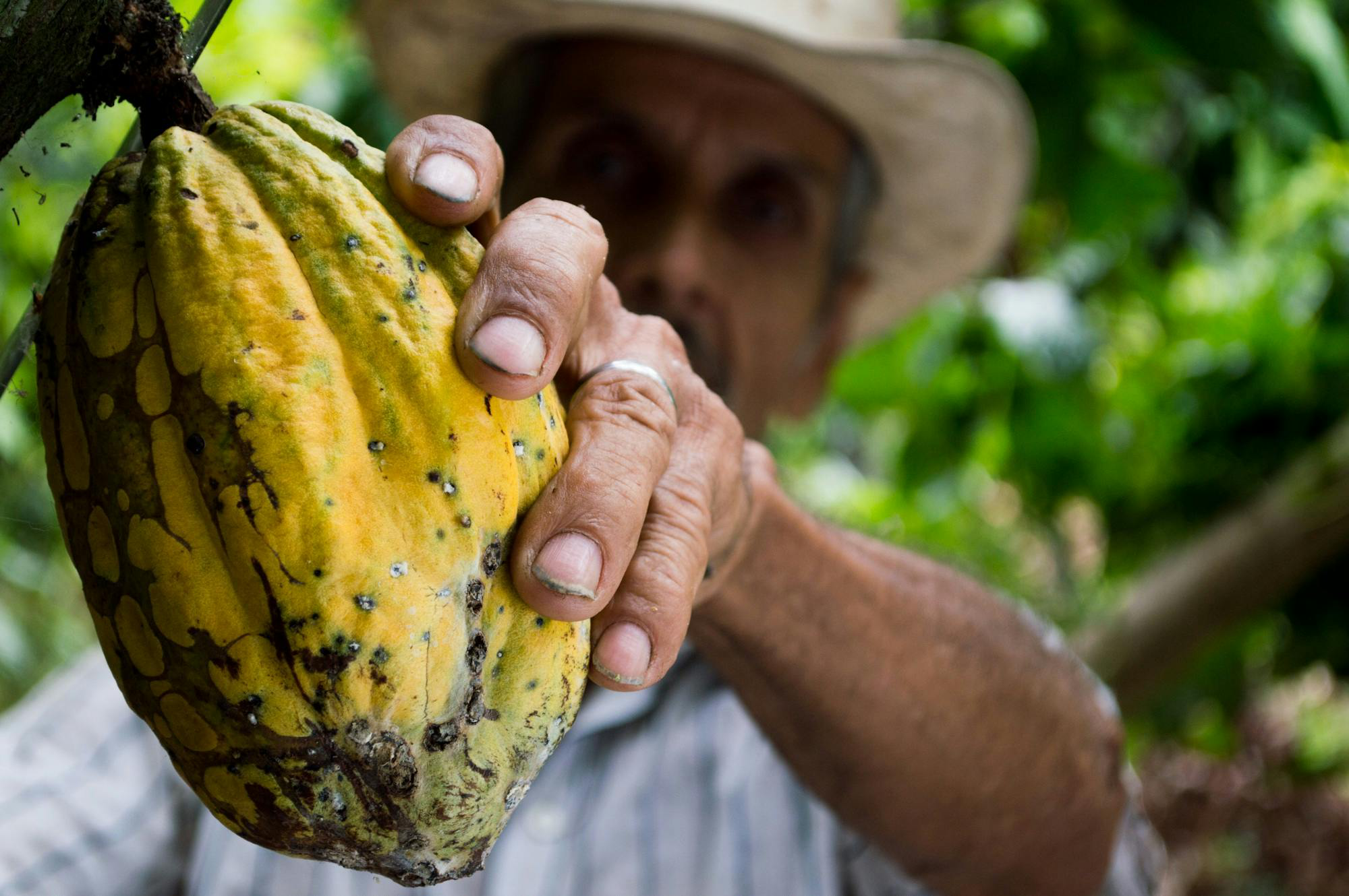 Cocoa image