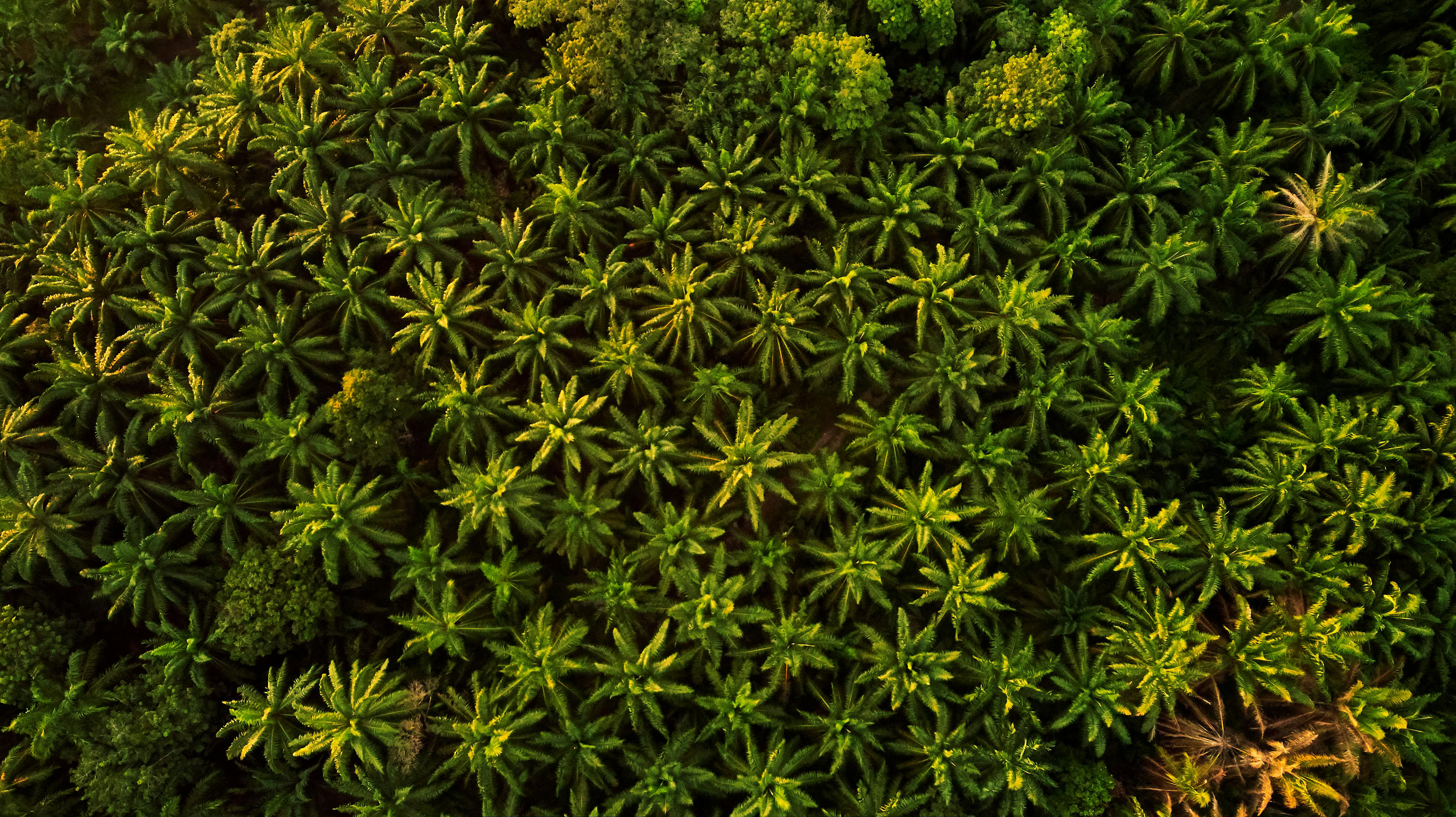 Palm image