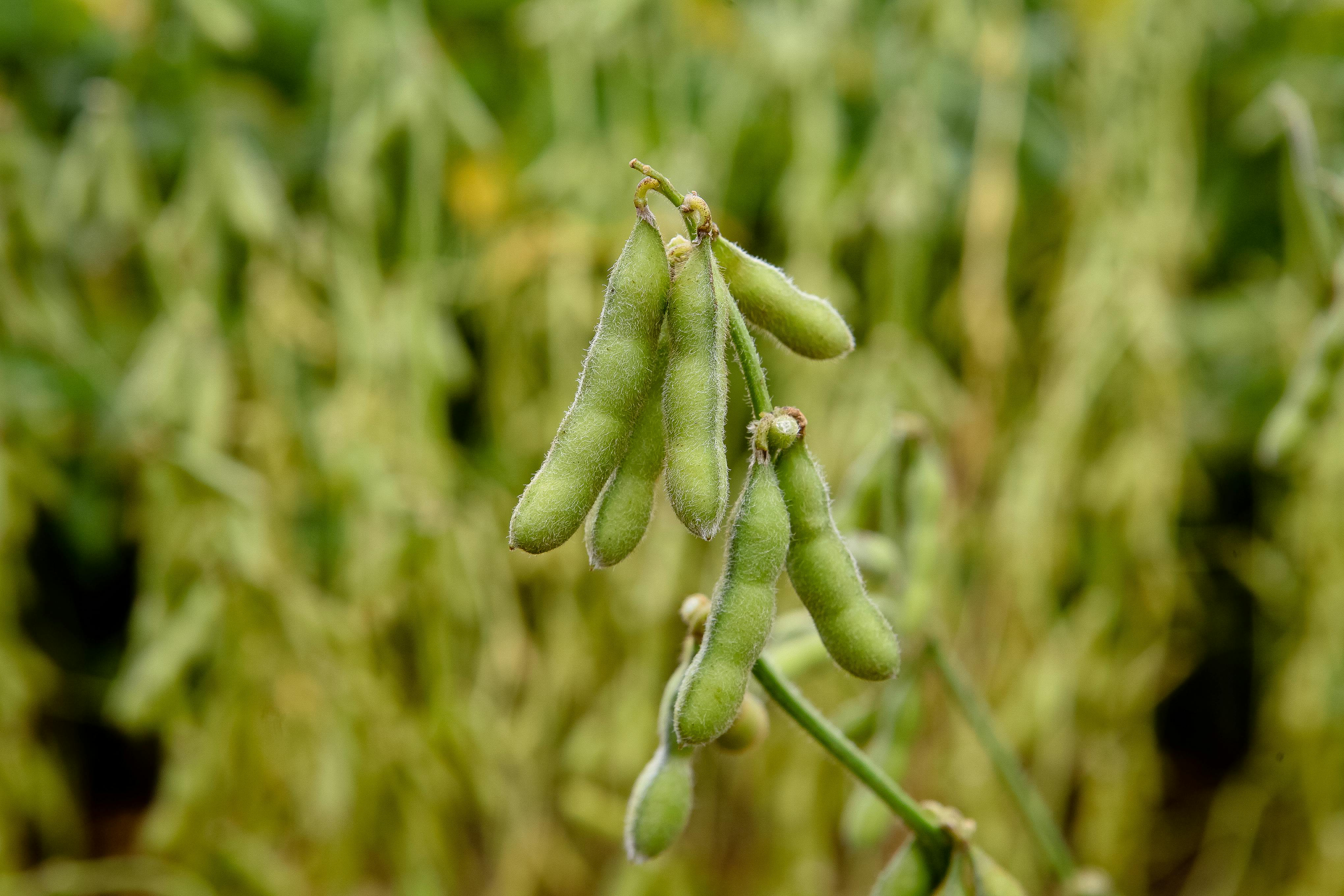 Soy image